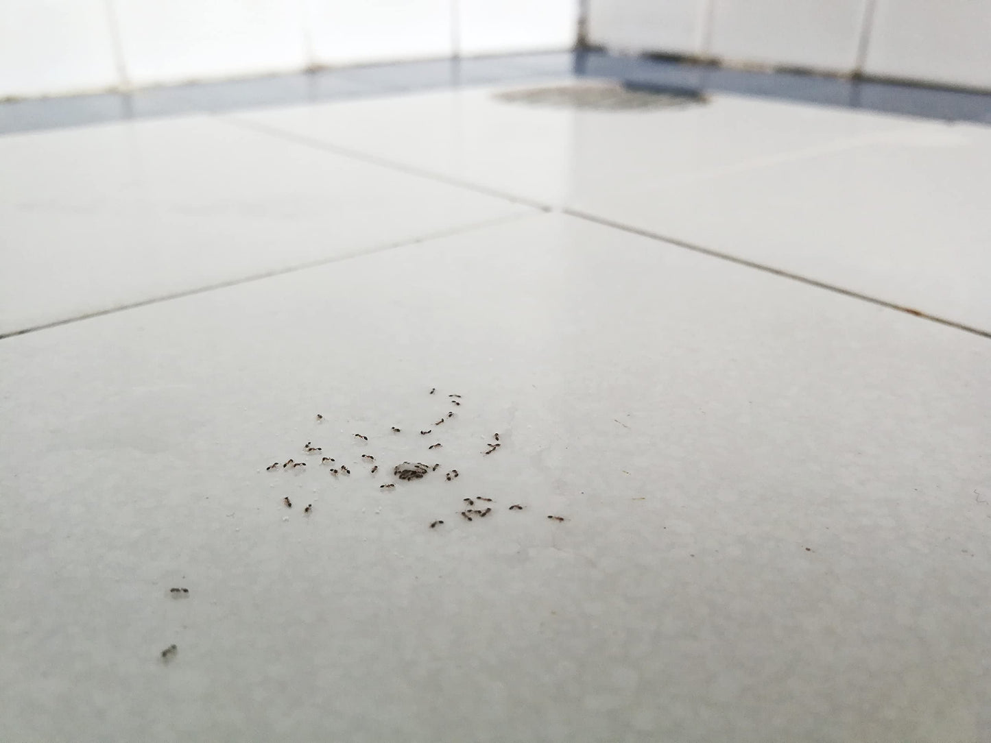 Orion - Jeringa Matahormigas en Gel para Grietas, Respiraderos y Rincones - 4 ml